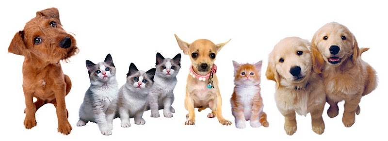 Baton Rouge Veterinary Referral Center, A Thrive Pet Healthcare Partner